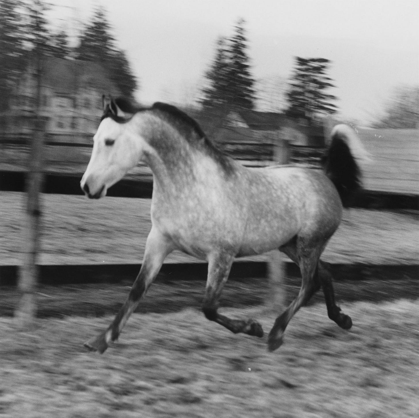Image may contain Animal Andalusian Horse Mammal Horse and Colt Horse