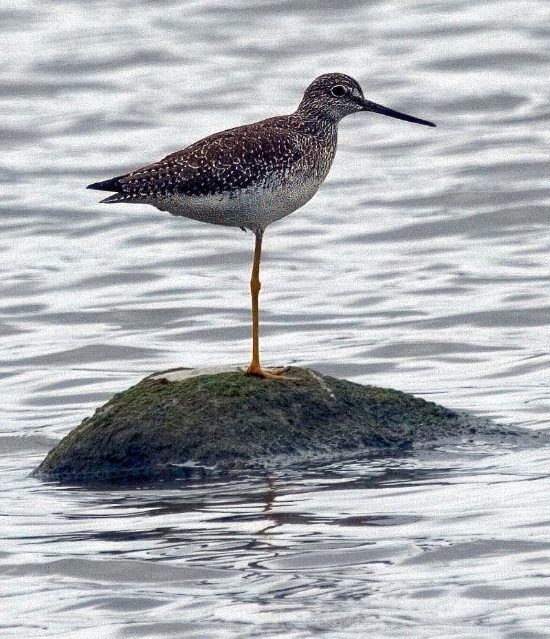 Greater Yellowlegs