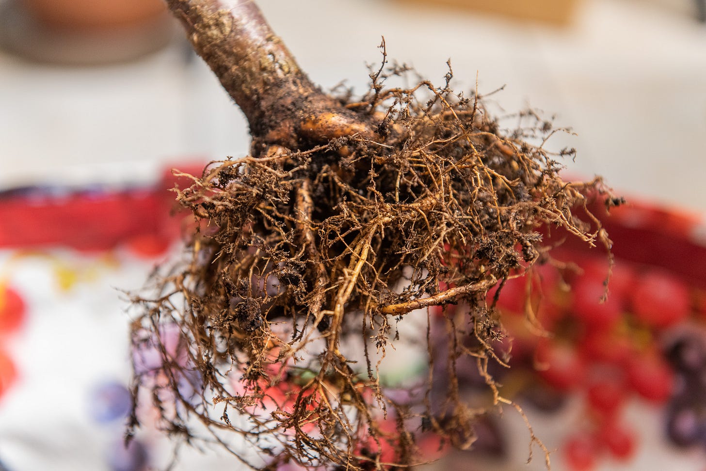 ID: The roots combed out