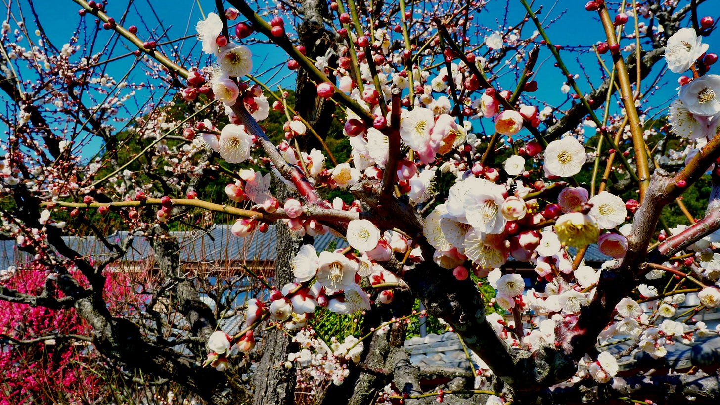 White blossoms emerging on leafless branches against a blue sky and traditional rooftops in Sengan-en Garden.