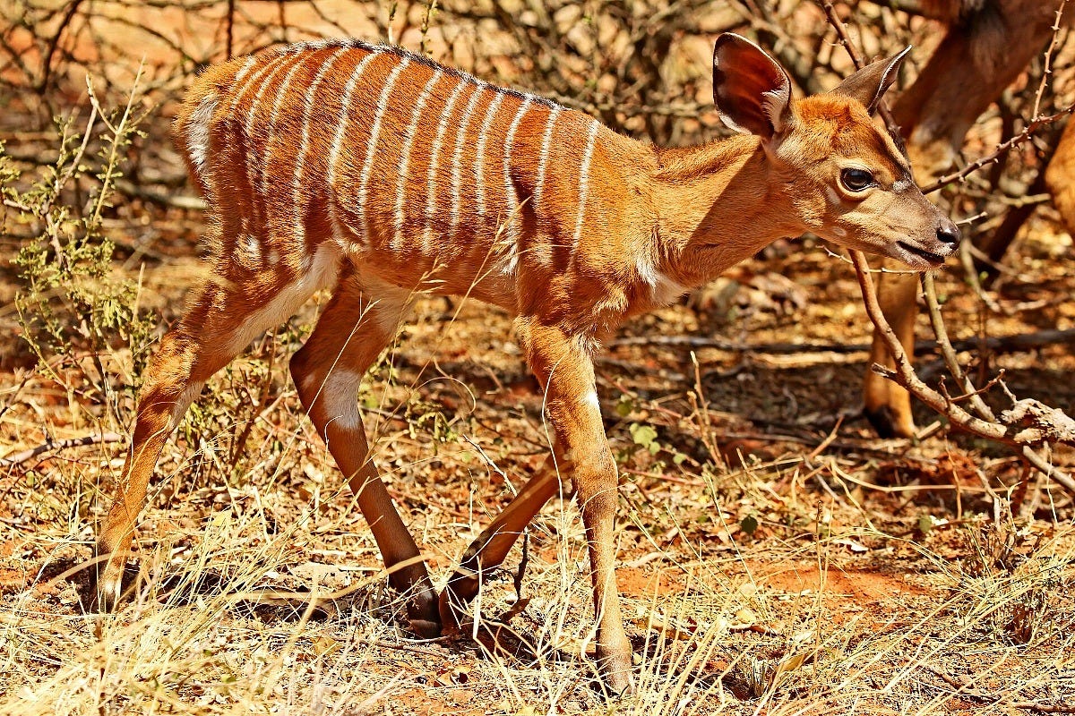 A young nyala in the wild, not one of the new calves at Animal Kingdom Lodge. Image: Charles J. Sharp via Wikimedia Commons