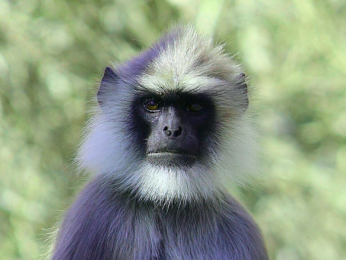 Junger grauer Langur