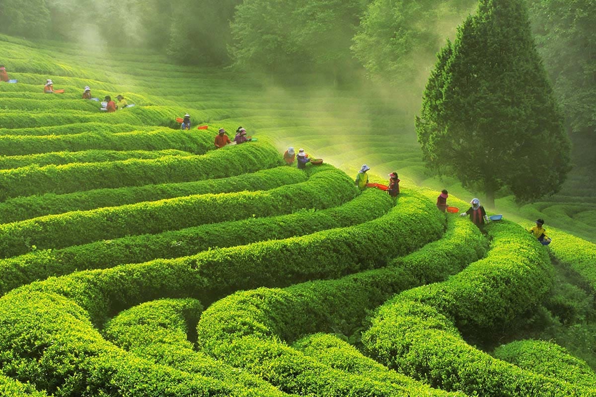 Boseong Tea Tree Farm