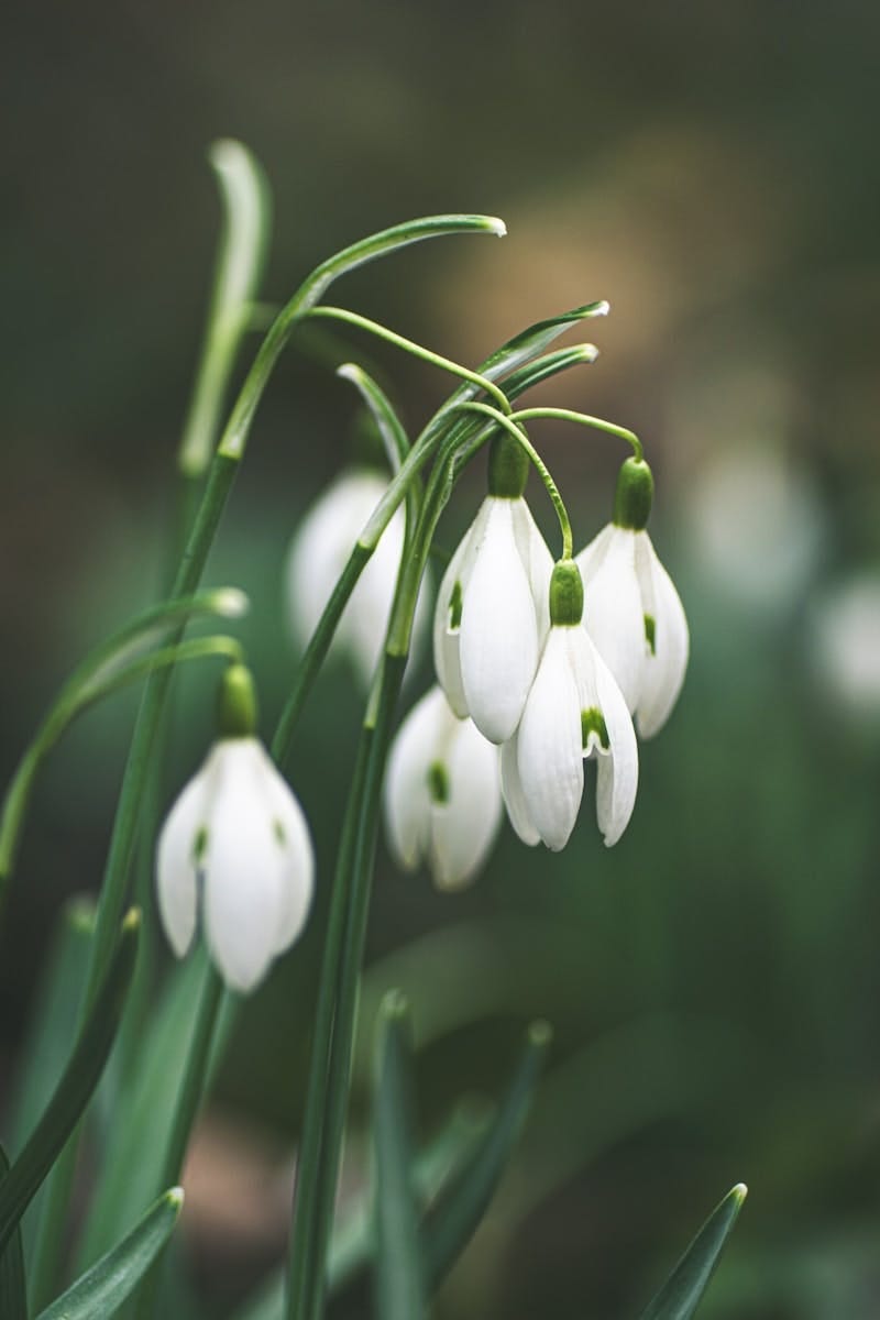 Photo of a group of snowdops