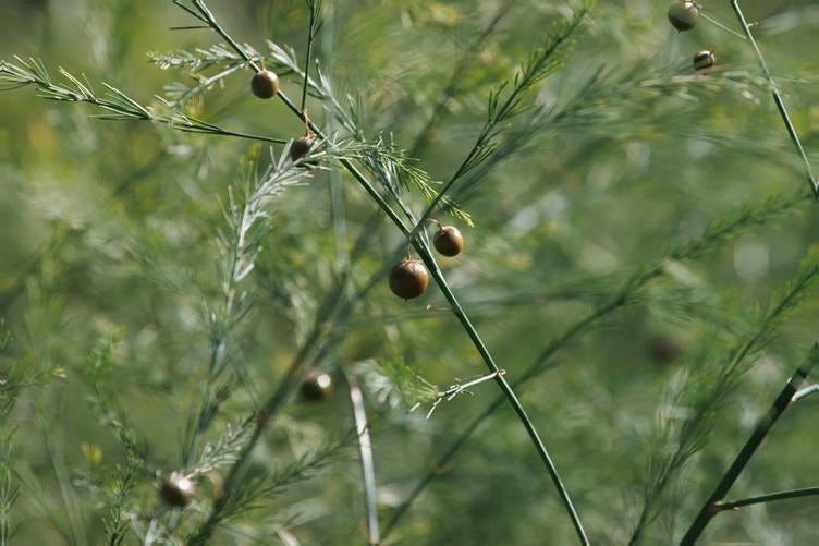 Close-up of a plant with small round objects

AI-generated content may be incorrect.