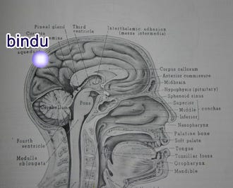 location of the bindu chakra