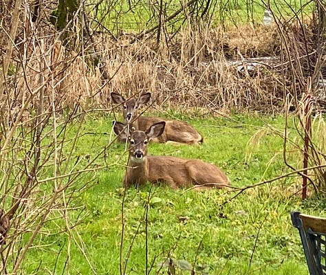 three beautiful brown (mule i think?) deer