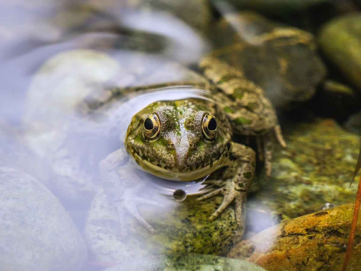 Gerry Goldstein: A pond where it’s easy being green