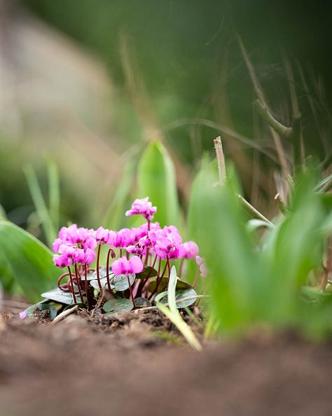 Pollinator plants throughout the season