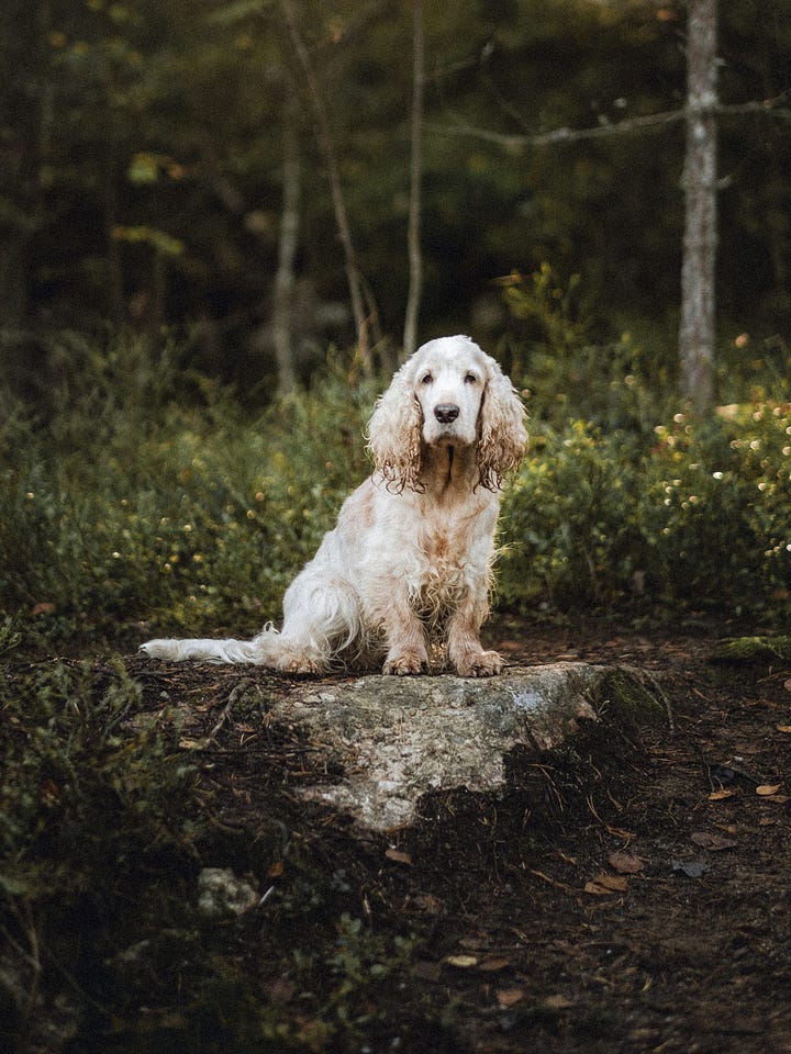 family photo session with dogs