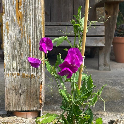 garden photos
