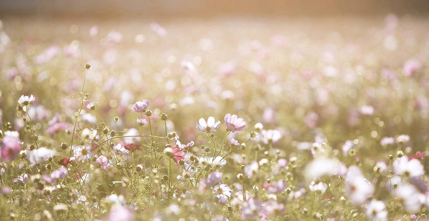 Image Pixabay Flowers