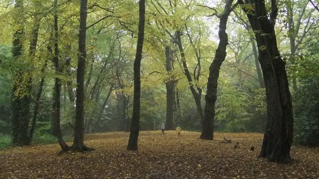 Image courtesy of Highgate Wood