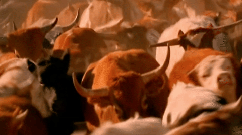 Bull Rush GIFs - Find & Share on GIPHY