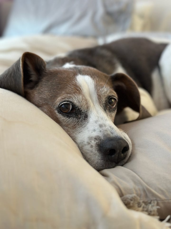 Bailey makes herself at home in the girl's bedroom