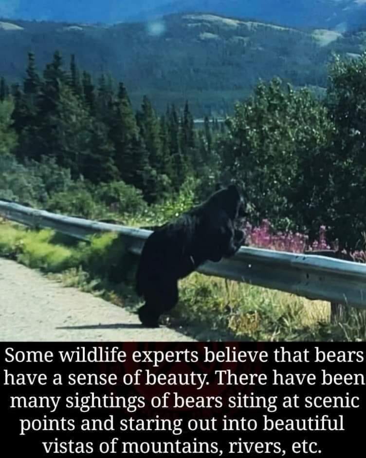 May be an image of text that says 'Some wildlife experts believe that bears have a sense of beauty. There have been many sightings of bears siting at scenic points and staring out into beautiful vistas of mountains, rivers, etc.'