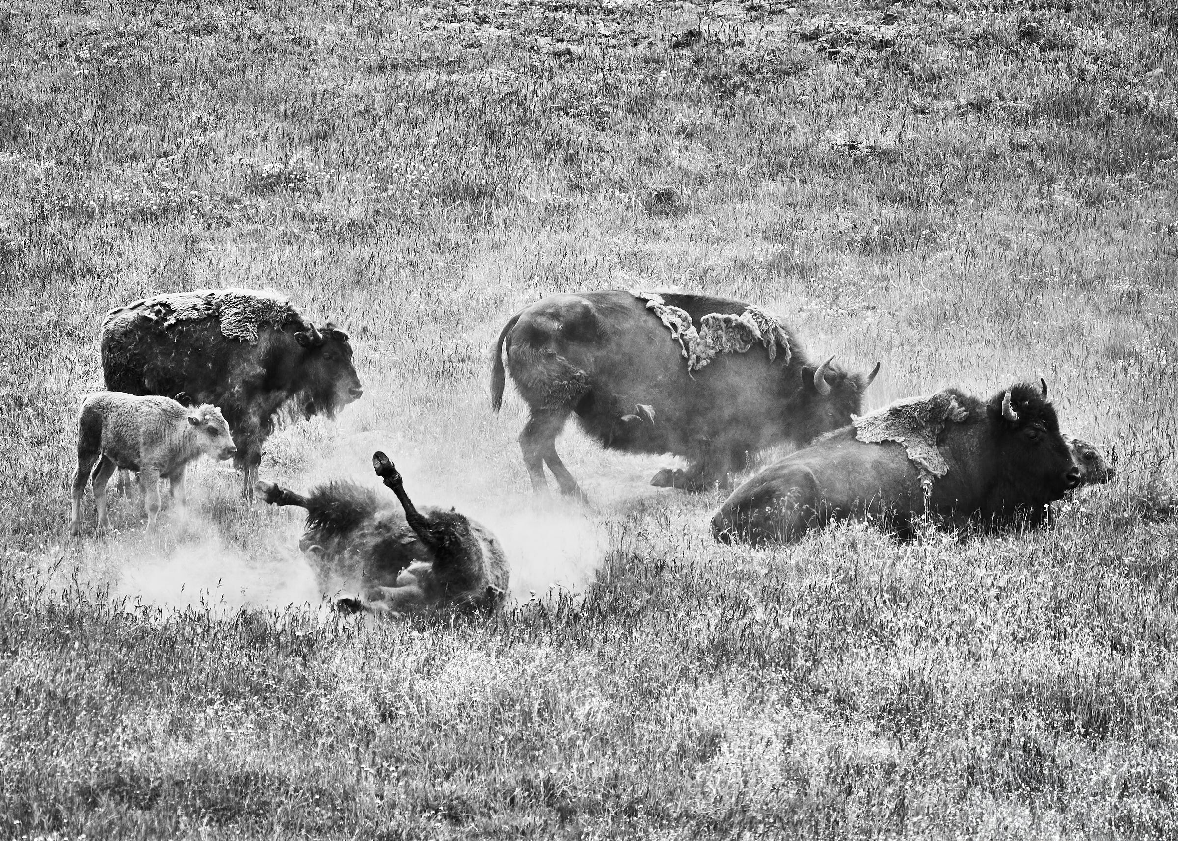 A group of bison enjoying rolling around in the grass at Yellowstone National Park