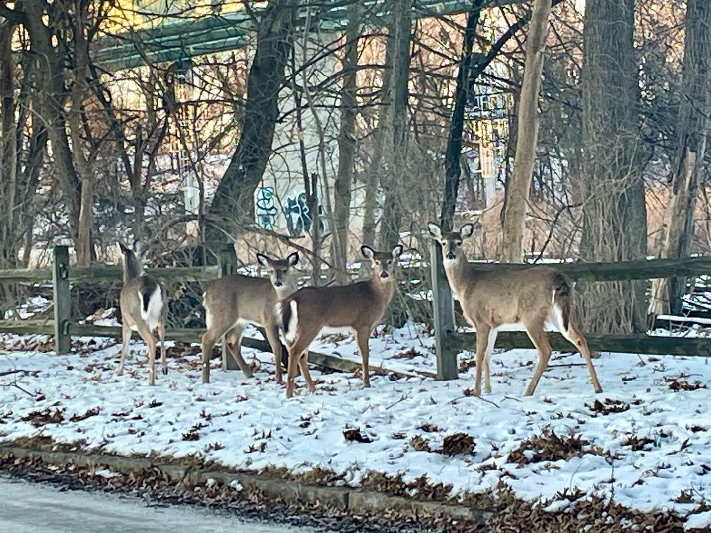 A group of deer walking on snow

AI-generated content may be incorrect.