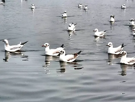 Dil Walon Ki Dilli