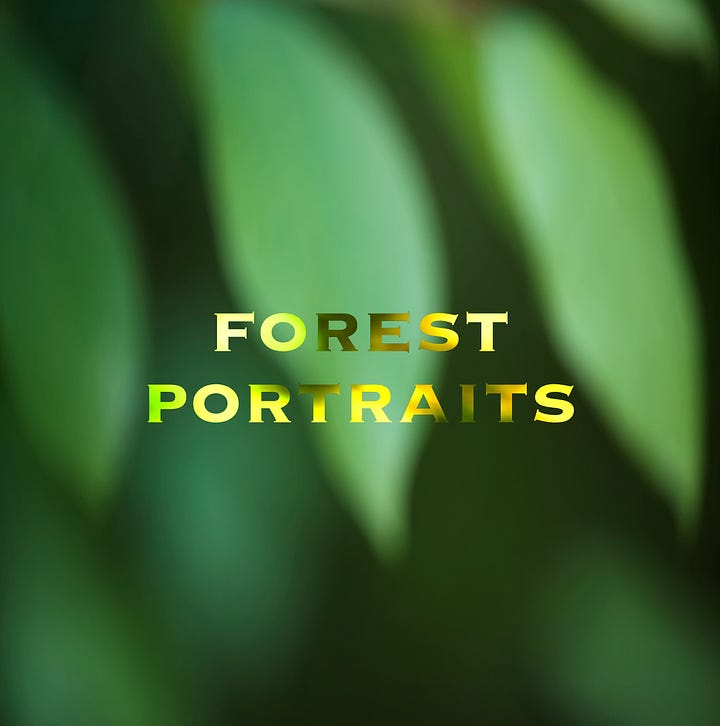 A gallery of two photos show the cover of a book, with the title "Forest Portraits" shown in dappled yellow against a shadowy, leafy green background. The second photo features an interior introductory page, where a bokeh image of fall colors forms the background to a short poem: The Forest. Drift off to dream / with open eyes / in leafy thought / and dappled light / while mossy breaths / and earthy sighs / spin shadow wheels / in ripple skies. 