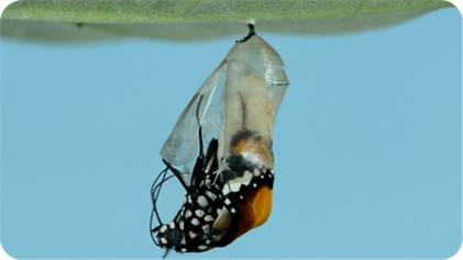 A butterfly cocoon from a leaf

Description automatically generated
