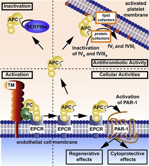 Figure 1. Protein C activation and expression of APC’s multiple activities. Activation of the EPCR-bound protein C (PC) zymogen (bottom left) is accomplished by thrombomodulin (TM)-bound thrombin (IIa). Anticoagulant activity (upper right) is based on limited proteolysis, causing irreversible inactivation (i) of the activated clotting factors (f)Va and fVIIIa for which various lipids and protein cofactors play essential roles, as shown for this reaction on platelet membranes. Cytoprotective actions of APC (bottom right) include its antiapoptotic and anti-inflammatory activities, its ability to stabilize endothelial barriers to prevent vascular leakage, and its ability to alter gene expression profiles for many genes. APC’s various cytoprotective activities and regenerative effects generally require EPCR and PAR1. Not depicted here is the fact that APC’s cytoprotective or regenerative actions sometimes require PAR3 and/or other receptors, depending on the biological context, cell type, and organ. Inactivation of circulating APC by plasma serine protease inhibitors (SERPINs; upper left) is a major mechanism for clearance of APC. Coloring of molecules is as follows: protein C zymogen and active protease, APC (yellow); IIa (green); TM (red); EPCR (blue); and SERPINs (purple). Figure 1. Protein C activation and expression of APC’s multiple activities. Activation of the EPCR-bound protein C (PC) zymogen (bottom left) is accomplished by thrombomodulin (TM)-bound thrombin (IIa). Anticoagulant activity (upper right) is based on limited proteolysis, causing irreversible inactivation (i) of the activated clotting factors (f)Va and fVIIIa for which various lipids and protein cofactors play essential roles, as shown for this reaction on platelet membranes. Cytoprotective actions of APC (bottom right) include its antiapoptotic and anti-inflammatory activities, its ability to stabilize endothelial barriers to prevent vascular leakage, and its ability to alter gene expression profiles for many genes. APC’s various cytoprotective activities and regenerative effects generally require EPCR and PAR1. Not depicted here is the fact that APC’s cytoprotective or regenerative actions sometimes require PAR3 and/or other receptors, depending on the biological context, cell type, and organ. Inactivation of circulating APC by plasma serine protease inhibitors (SERPINs; upper left) is a major mechanism for clearance of APC. Coloring of molecules is as follows: protein C zymogen and active protease, APC (yellow); IIa (green); TM (red); EPCR (blue); and SERPINs (purple).