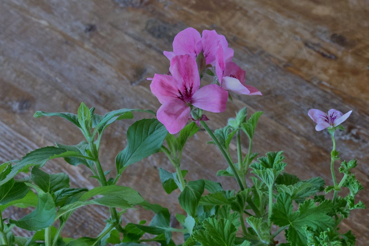 mint and scented geranium seedlings