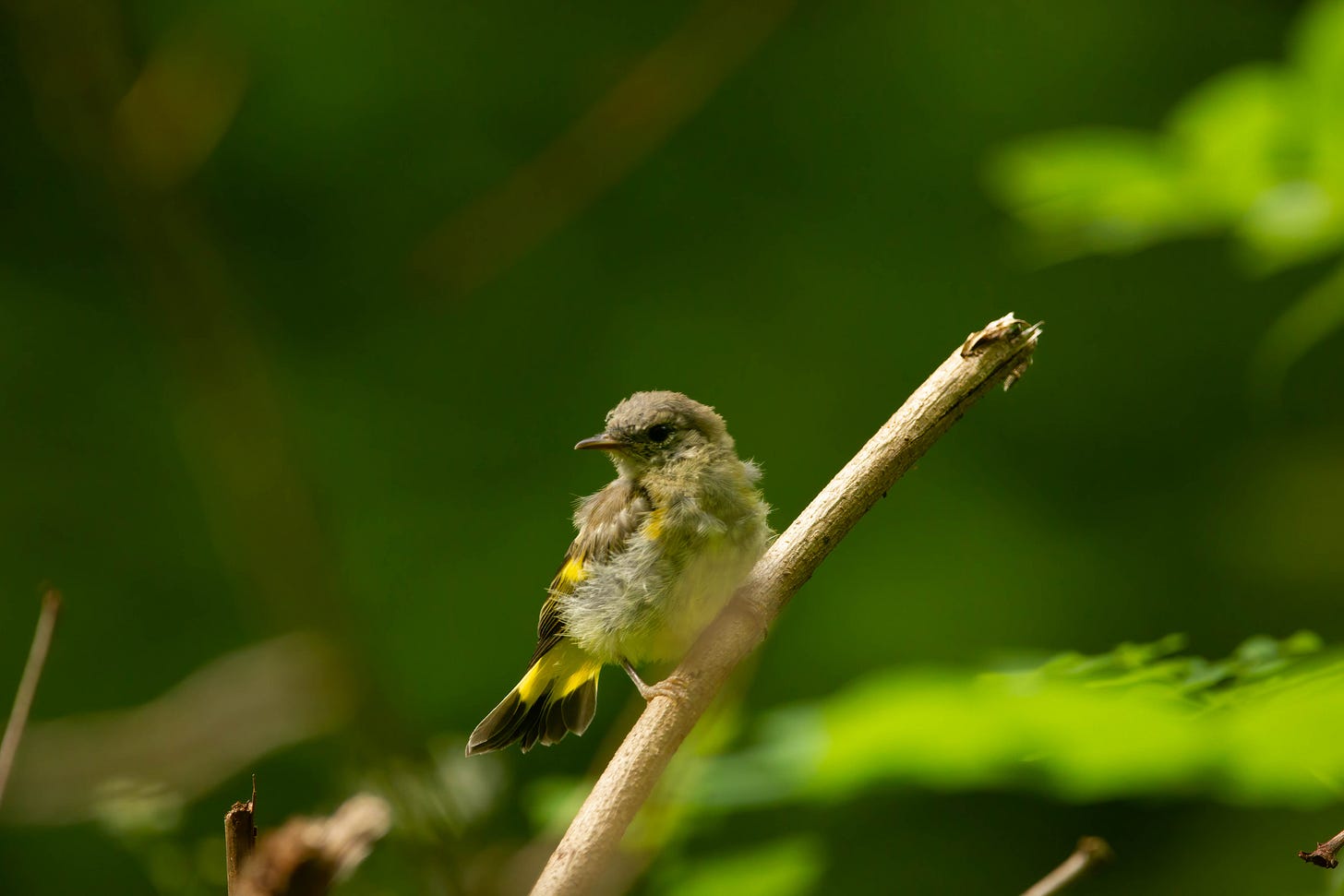 Against a dark green background of soft focus leaves, a baby bird on a stick. The bird has a fluffy white belly and splashes of bright yellow on their wings and tail