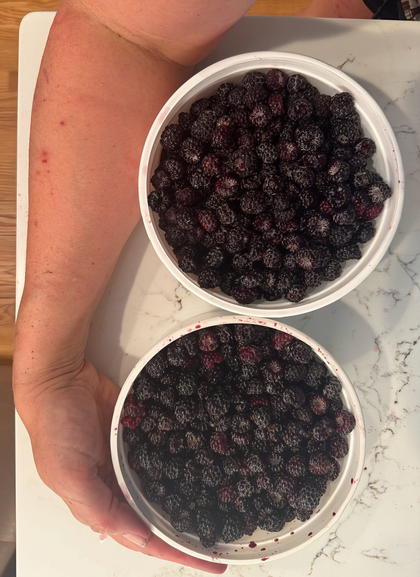 Two one-quart open plastic containers full of berries sitting on a kitchen counter, a woman's arm in view is hugging them. Her arm is all scratched and stabbed by raspberry briars. 