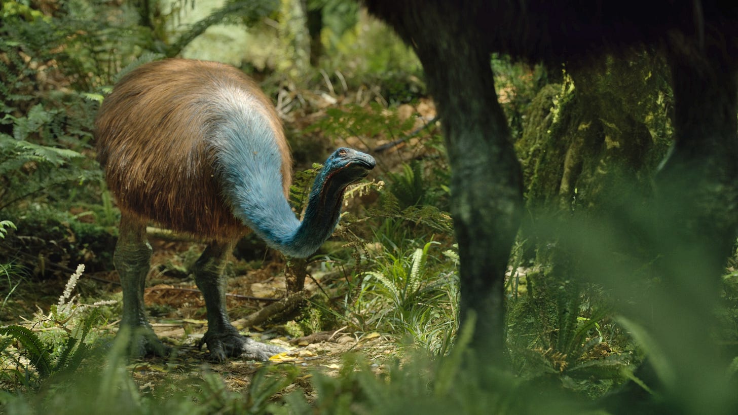 A male moa looks up nervously at a female towering over him.