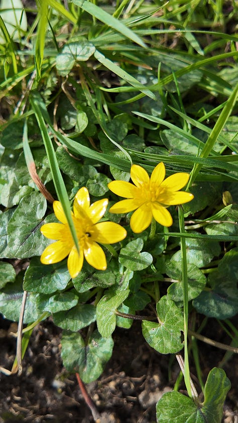Left: Celandine, a yellow star shaped flower Centre: Hawthorn, a hand with green nail varnish holding a sprig of fresh hawthorn in the same shade Right: Peacock Butterfly. a red, black and brown butterfly, landed on a bramble branch