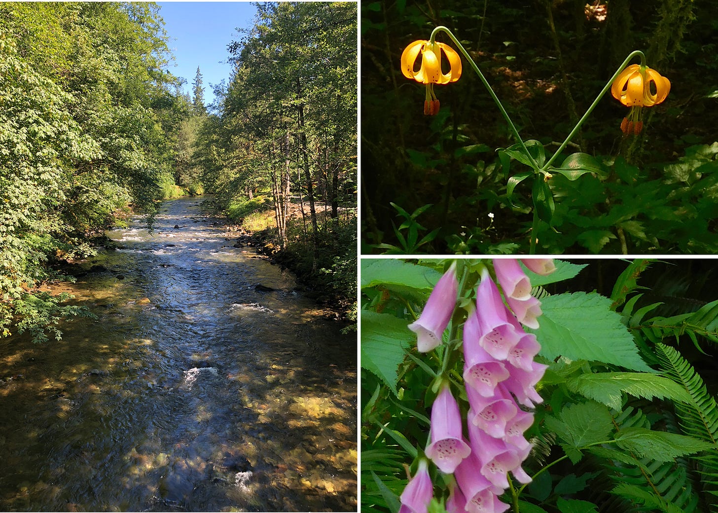 Montage of a shot looking up a stream lined with trees; two small orange flowers; and a stalk of purple flowers.