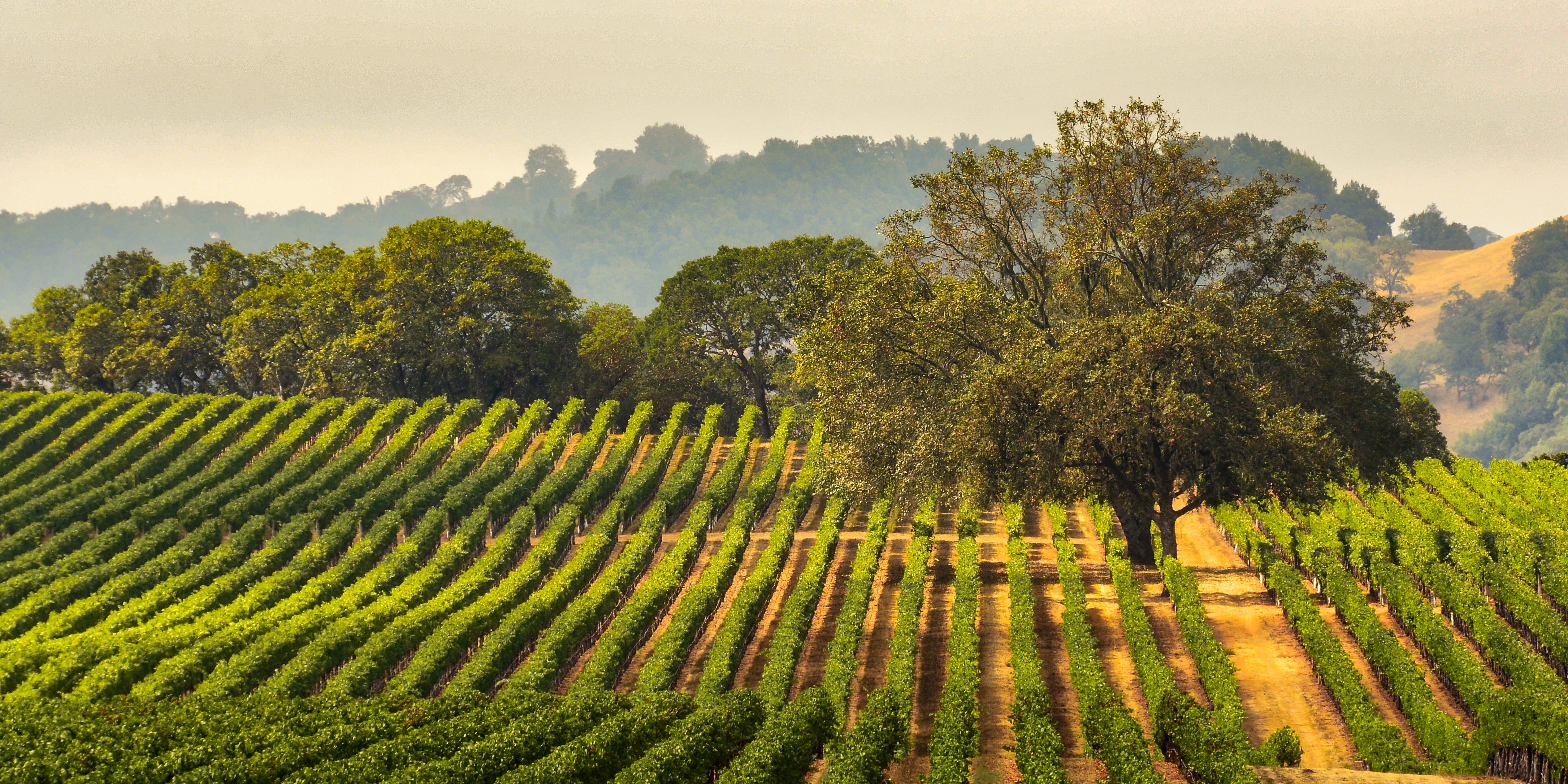 Napa's Luxury Squeeze - by Ted Hall