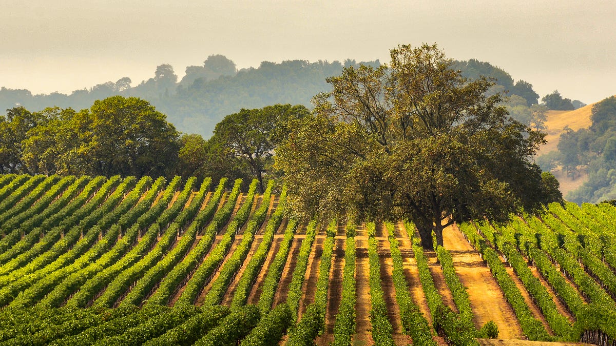 Napa's Luxury Squeeze - by Ted Hall