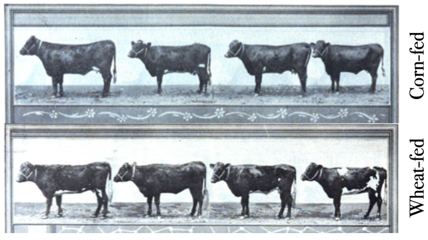 A group of cows in different poses

AI-generated content may be incorrect.