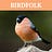 Birdfolk