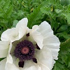 Week 1 : How to begin planning your cut flower growing. 