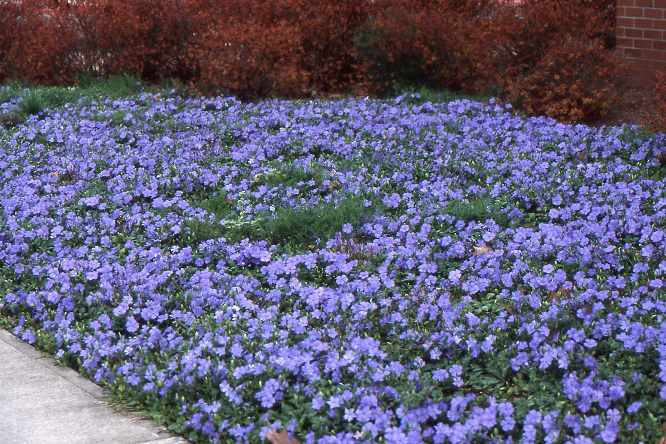 Vinca minor | Landscape Plants | Oregon State University Vinca minor | Landscape Plants | Oregon State University
