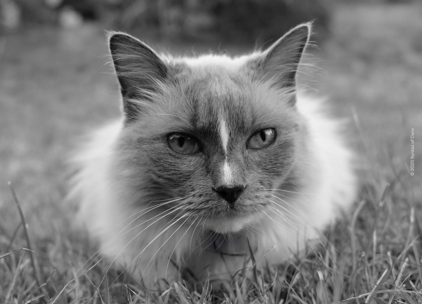 A close-up black-and-white photograph of a cat sitting quietly in the grass, its gaze calm and steady. The image captures a sense of stillness and gentle attention — an emblem of care, presence, and quiet connection.