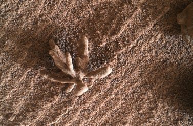 marsflower