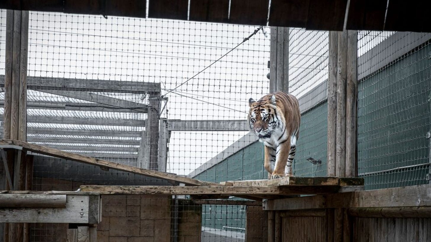 Zoo breeding tragedies highlight need for a Roar-Free UK - Born Free