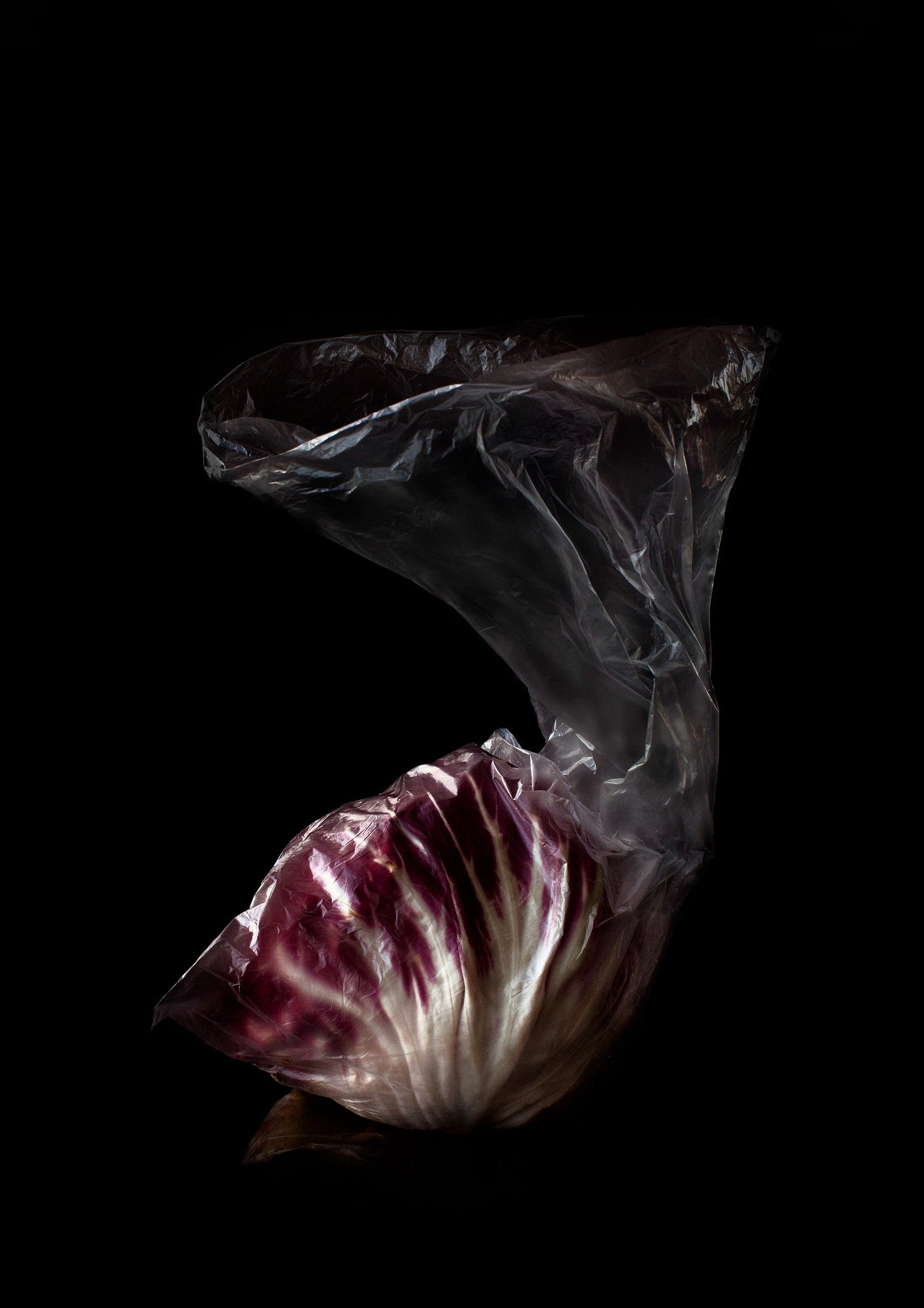 Frances Valentine Photography-Radicchio in Plastic Bag-Mondopiero, Melb