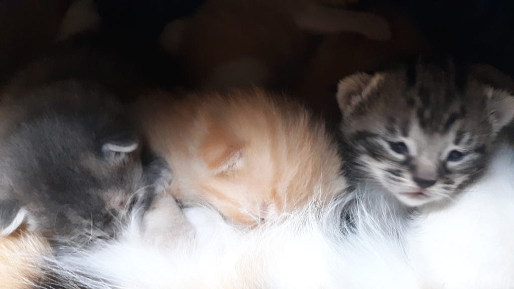 This image has an empty alt attribute; its file name is smudge-nursing-3-kitties.jpg