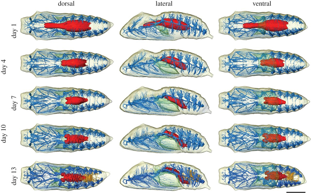 Reconstructions of the chrysalis on multiple days through development from the 1st to the 13th. Tracheal system shown in blue, midgut in red and Malpighian tubules in orange. Air lumen in transparent green, and external surface in transparent beige. Scale bar, 5 mm.