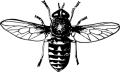 Hollywood Gadfly