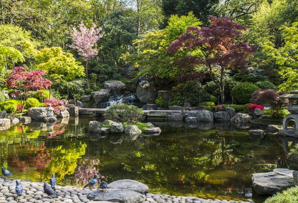 The pond with the waterfall visible in the back at Kyoto Garden