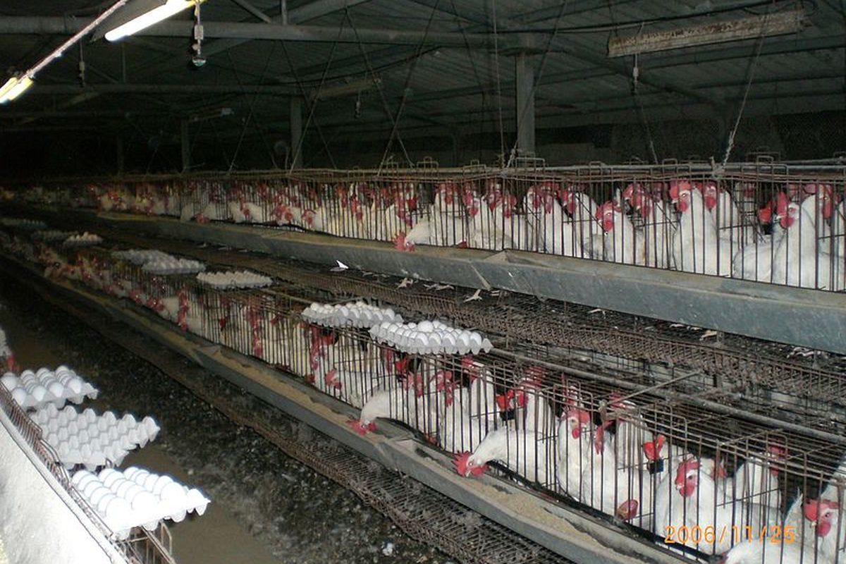 Cage-free eggs: Washington law bans small cages for egg-laying hens - Vox Cage-free eggs: Washington law bans small cages for egg-laying hens - Vox