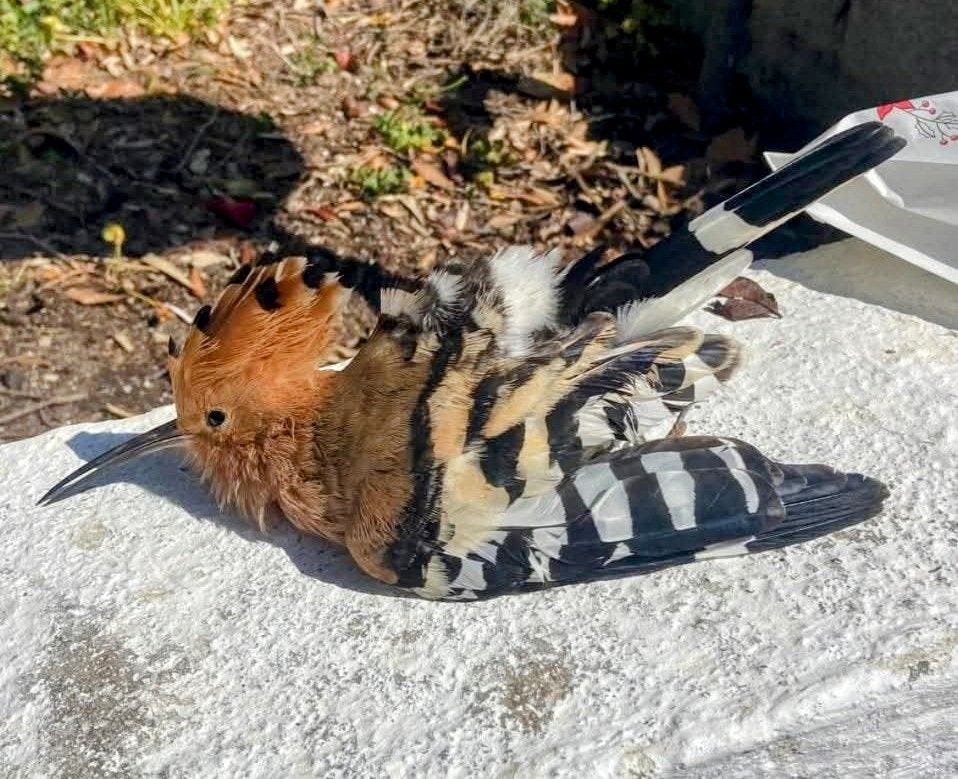 Potrebbe essere un'immagine raffigurante picchio