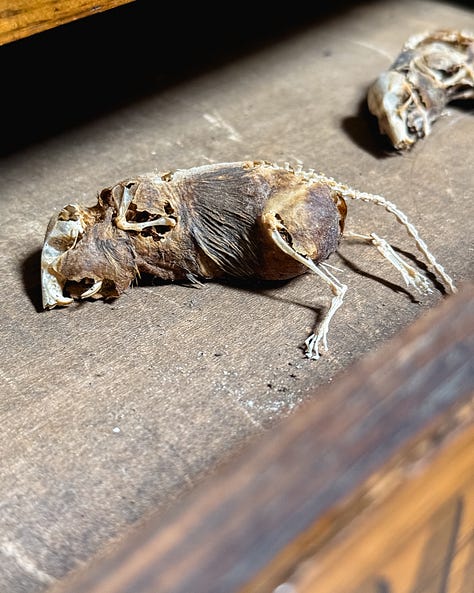 mummy mouse skeleton plants antique boxes vintage finds