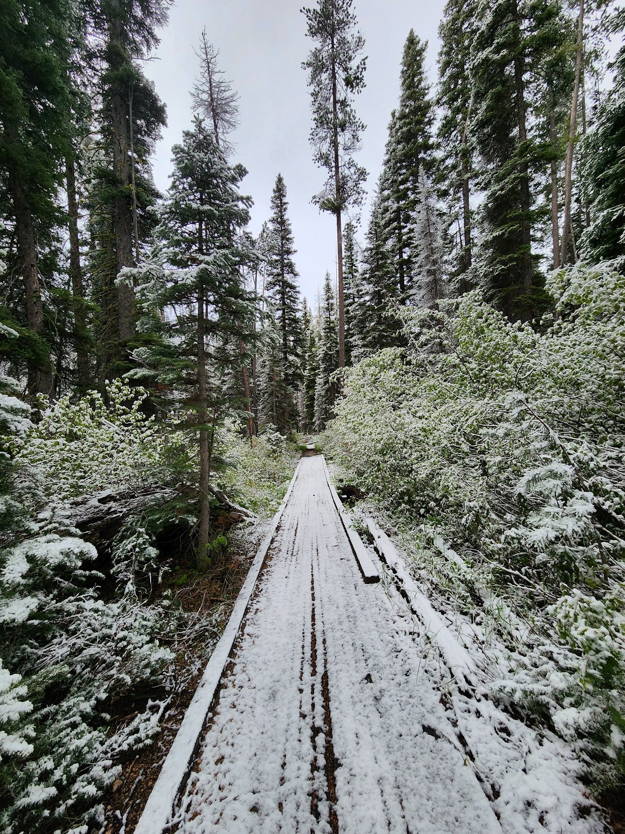 Snowy forest path
